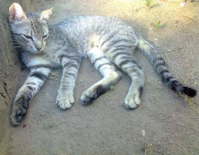 Gato ra a VIRA LATA idade 7 a 11 meses nome NÃO TEM NOME