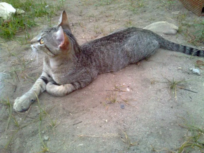 Gato ra a VIRA LATA idade 7 a 11 meses nome NÃO TEM NOME