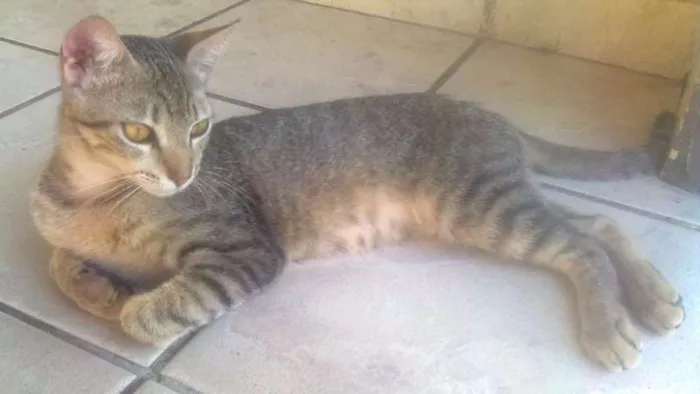 Gato ra a VIRA LATA idade 7 a 11 meses nome NÃO TEM NOME