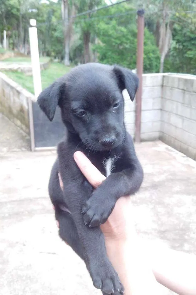 Cachorro raça vira lata idade 2 a 6 meses nome não tem nome