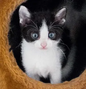 Gato raça SRD idade Abaixo de 2 meses nome Beth