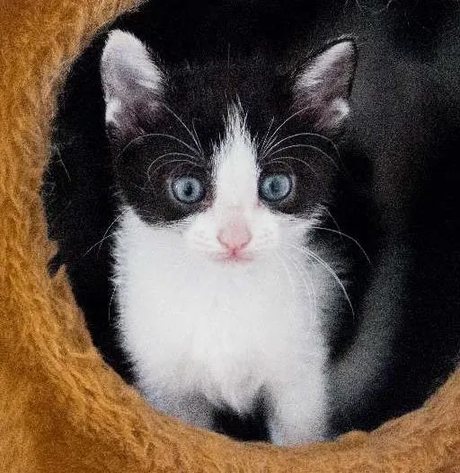 Gato ra a SRD idade Abaixo de 2 meses nome Beth