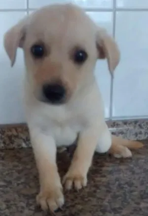 Cachorro raça sem raça definida idade Abaixo de 2 meses nome sem nome