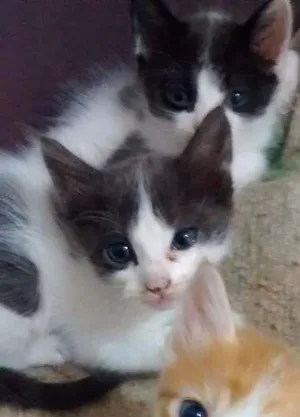 Gato raça Indefinido idade Abaixo de 2 meses nome Maria Cristina e Ma