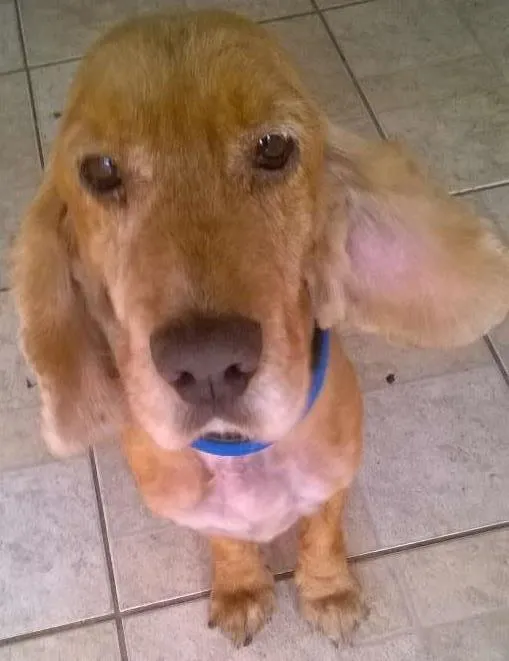 Cachorro ra a Cocker idade 6 ou mais anos nome keko