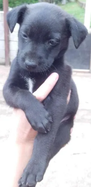 Cachorro raça vira lata idade 2 a 6 meses nome não tem nome