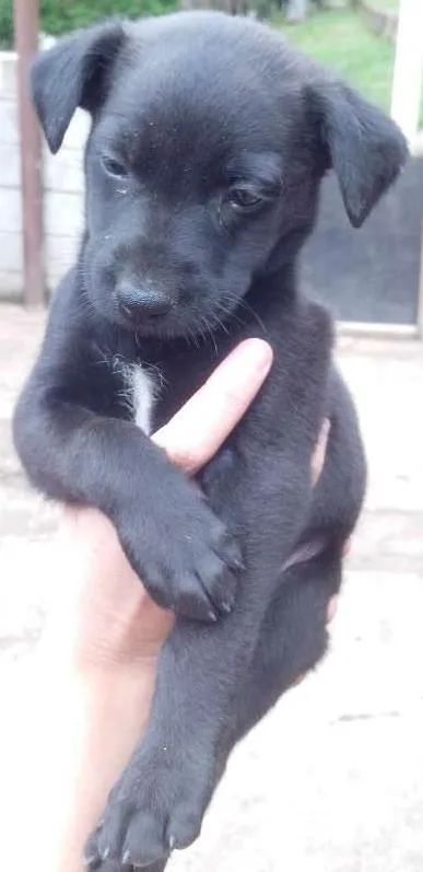 Cachorro raça vira lata idade 2 a 6 meses nome não tem nome