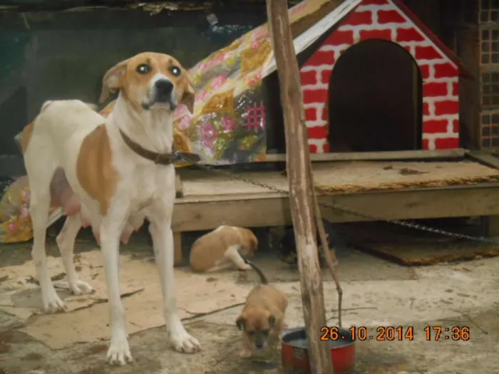 Cachorro ra a  idade 2 a 6 meses nome NÃO TEM