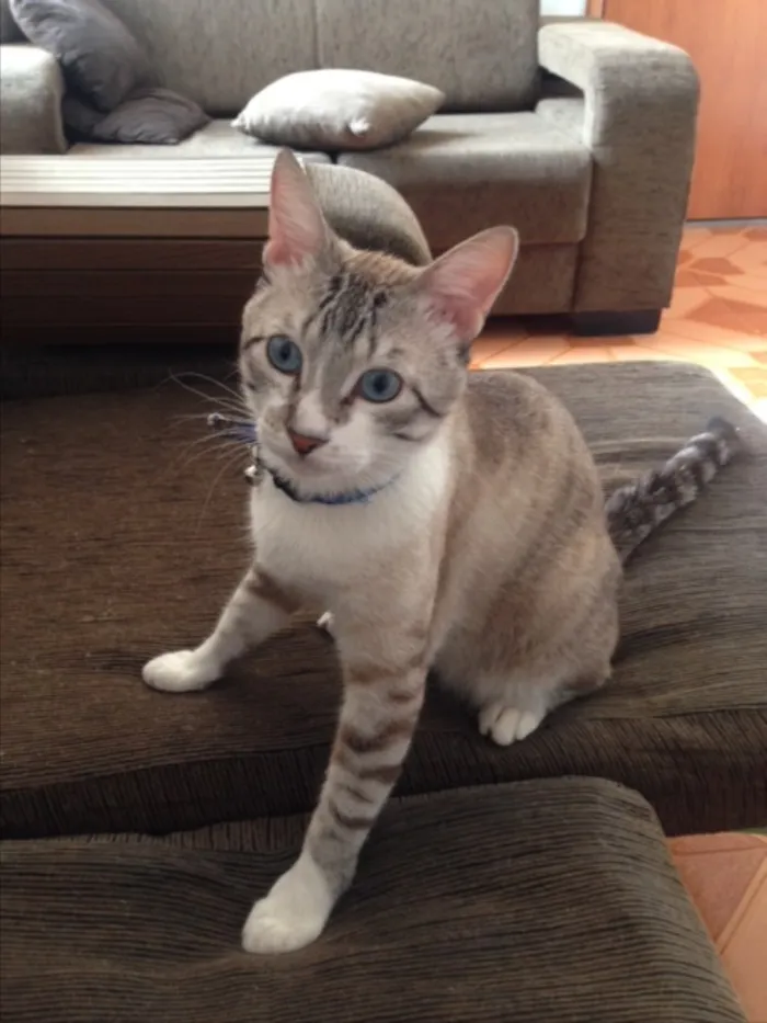 Gato raça Vira lata idade 1 ano nome Ninim
