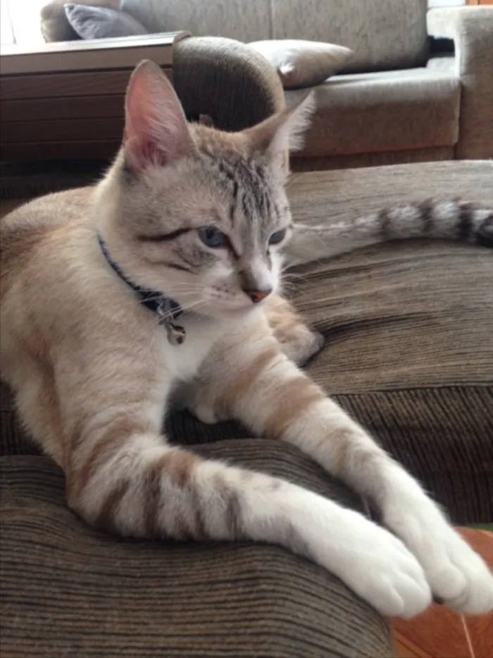 Gato raça Vira lata idade 1 ano nome Ninim