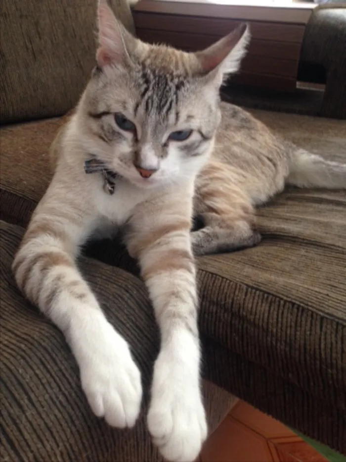 Gato raça Vira lata idade 1 ano nome Ninim