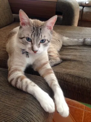 Gato raça Vira lata idade 1 ano nome Ninim