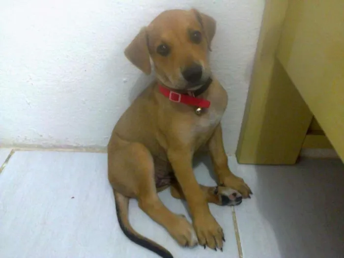 Cachorro ra a MESTIÇA idade Abaixo de 2 meses nome CRISTAL