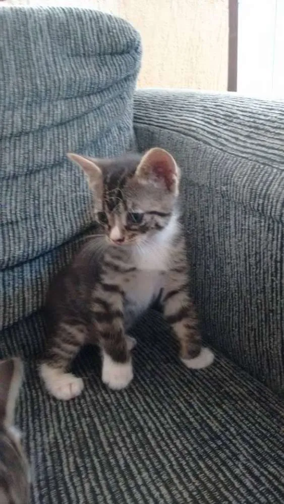 Gato ra a SRD idade 2 a 6 meses nome Sem nome ainda