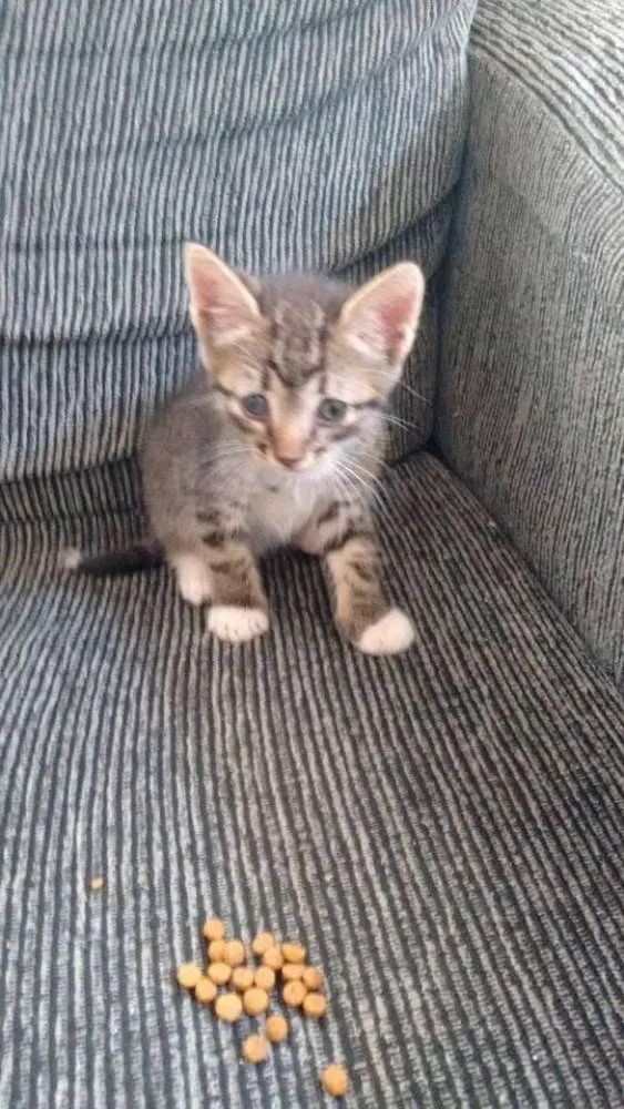 Gato ra a SRD idade 2 a 6 meses nome Sem nome ainda