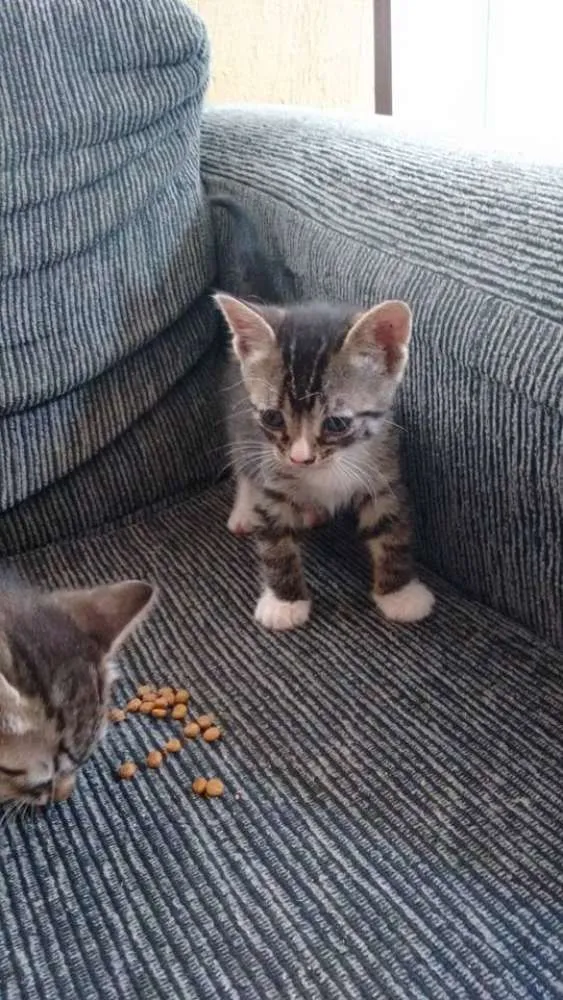 Gato ra a SRD idade 2 a 6 meses nome Sem nome ainda