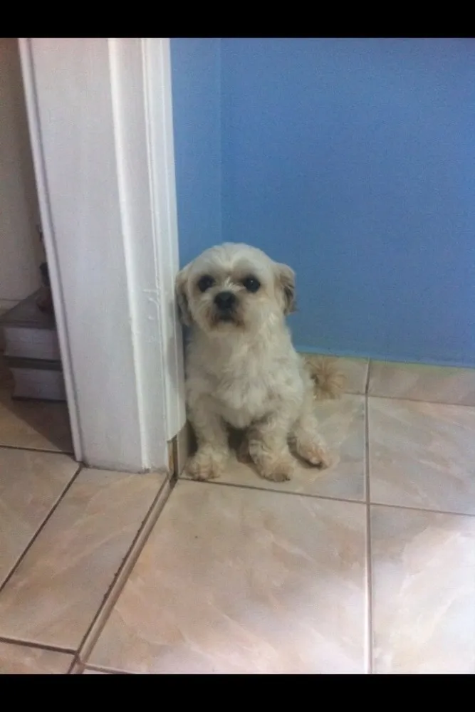 Cachorro ra a Lyasa Apso idade 4 anos nome Jay