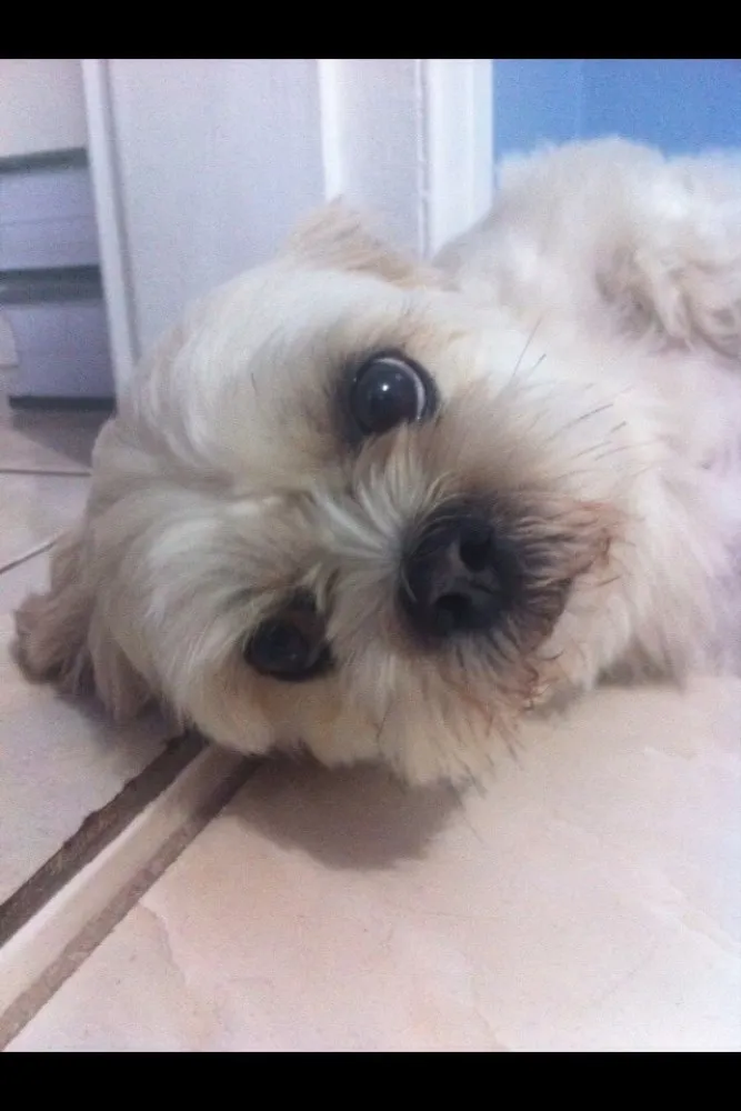 Cachorro ra a Lyasa Apso idade 4 anos nome Jay