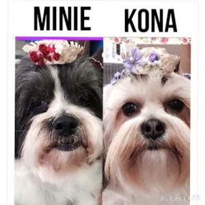 Cachorro raça lhasa apso idade 6 ou mais anos nome minie e kona