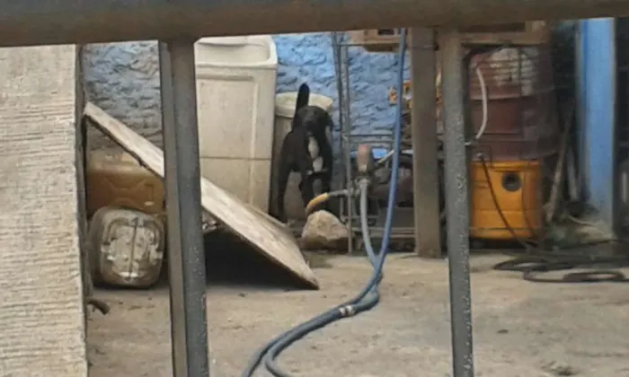 Cachorro raça Srd idade  nome Nao tem