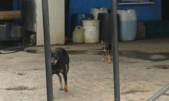Cachorro raça Srd idade  nome Nao tem