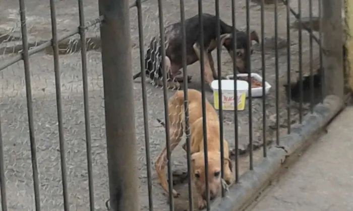 Cachorro raça Srd idade  nome Nao tem