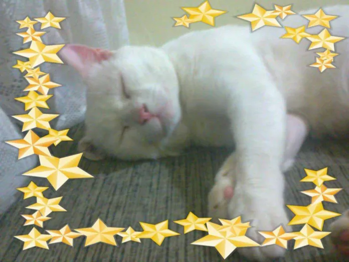 Gato ra a vira lata idade 6 ou mais anos nome Branquinho Sr. Bigode