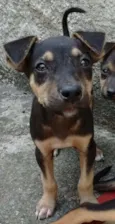 Maia