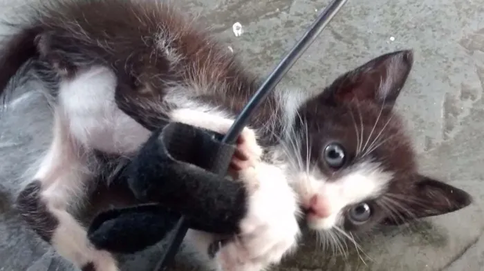 Gato ra a SRD idade Abaixo de 2 meses nome Sem nome