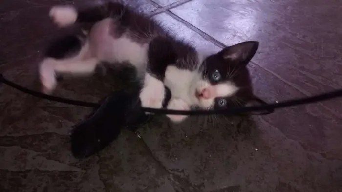 Gato ra a SRD idade Abaixo de 2 meses nome Sem nome