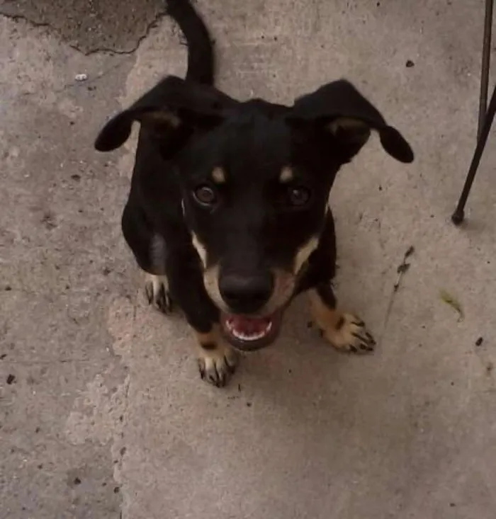 Cachorro ra a vira lata idade 2 anos nome Nina
