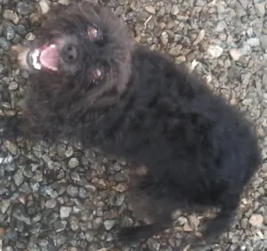 Cachorro raça puldoo misturado com vira lata idade 4 anos nome pretinha
