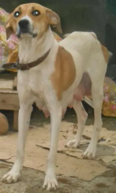 Cachorro ra a  idade 2 a 6 meses nome NÃO TEM