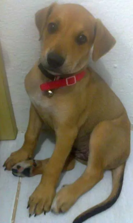 Cachorro ra a MESTIÇA idade Abaixo de 2 meses nome CRISTAL
