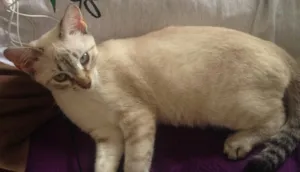 Gato raça Siamesa  idade 2 a 6 meses nome Amora