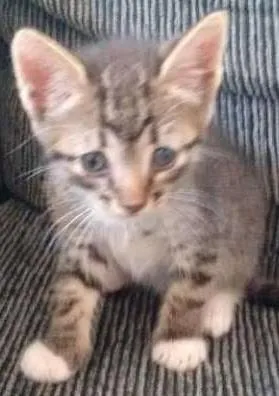 Gato raça SRD idade 2 a 6 meses nome Sem nome ainda