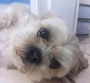Cachorro raça Lyasa Apso idade 4 anos nome Jay