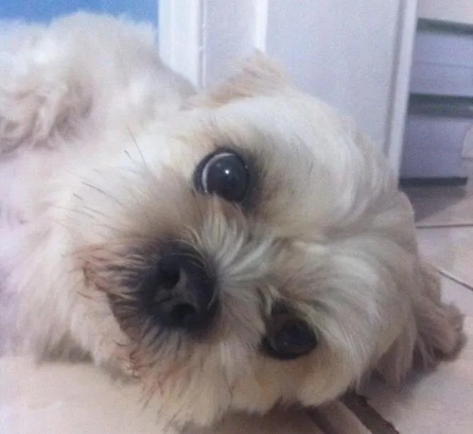 Cachorro ra a Lyasa Apso idade 4 anos nome Jay
