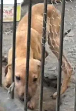 Cachorro raça Srd idade  nome Nao tem