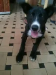 Peppe