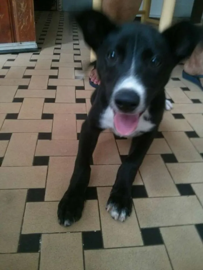 Cachorro ra a SRD idade 2 a 6 meses nome Peppe