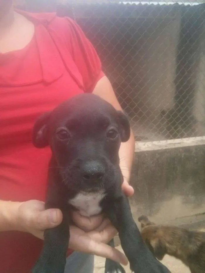 Cachorro ra a SRD idade 2 a 6 meses nome Sem nome