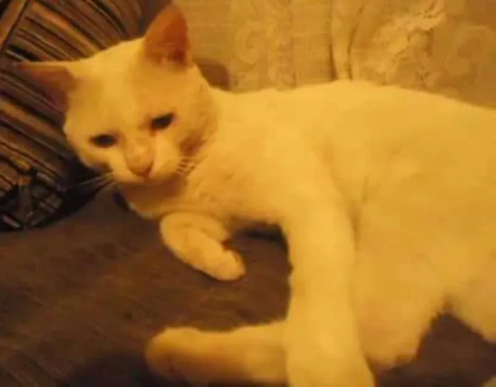 Gato ra a vira lata idade 6 ou mais anos nome Branquinho Sr. Bigode