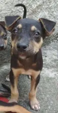 Maia