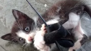 Gato raça SRD idade Abaixo de 2 meses nome Sem nome