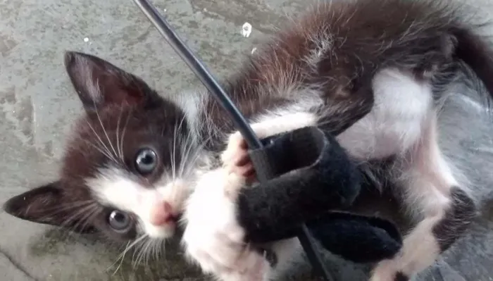 Gato ra a SRD idade Abaixo de 2 meses nome Sem nome