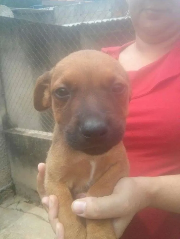 Cachorro ra a SRD idade  nome Sem nome