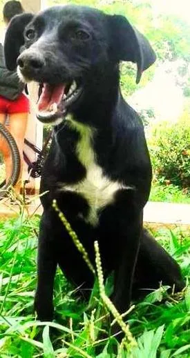 Cachorro raça mestiça idade 2 a 6 meses nome Tapioca