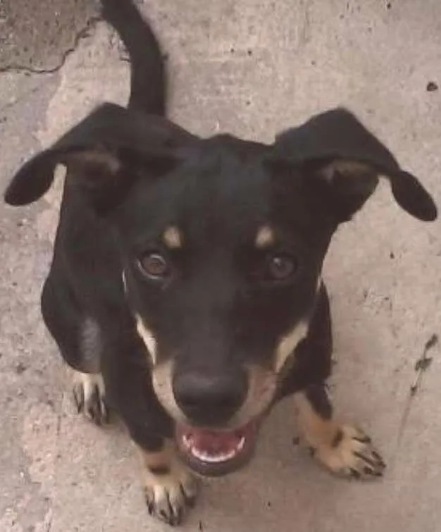 Cachorro ra a vira lata idade 2 anos nome Nina
