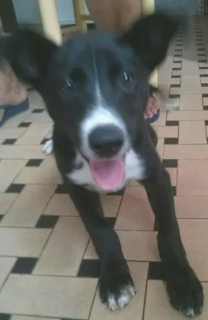 Cachorro raça SRD idade 2 a 6 meses nome Peppe